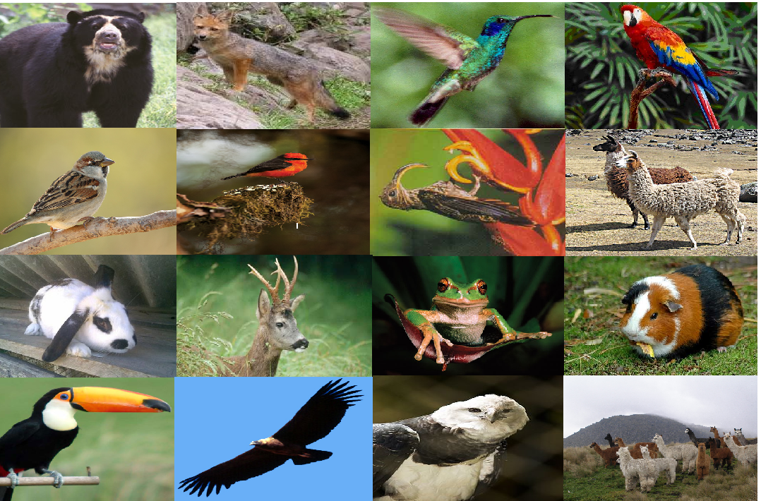 Ecuadorian wildlife